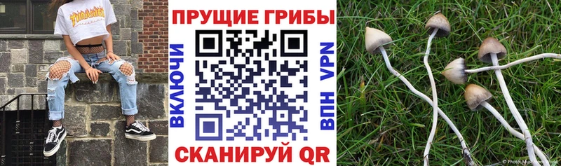 Псилоцибиновые грибы Magic Shrooms МЕГА как зайти Шумерля